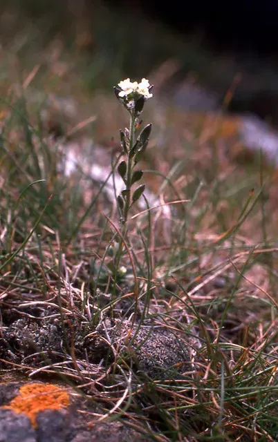 The Draba incana card
