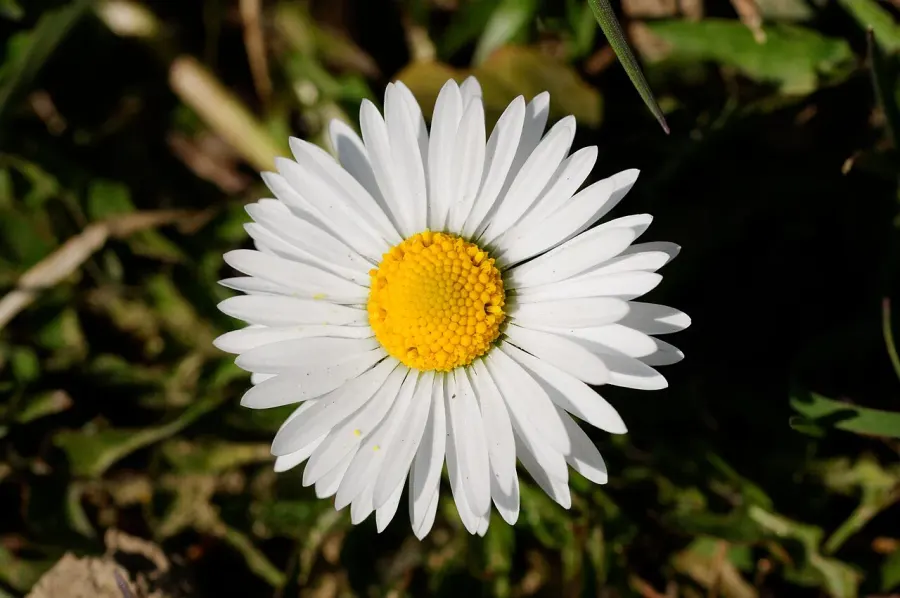 The Bellis card