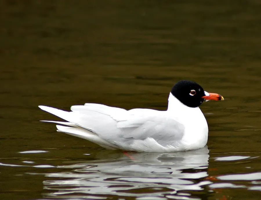The Mediterranean gull card