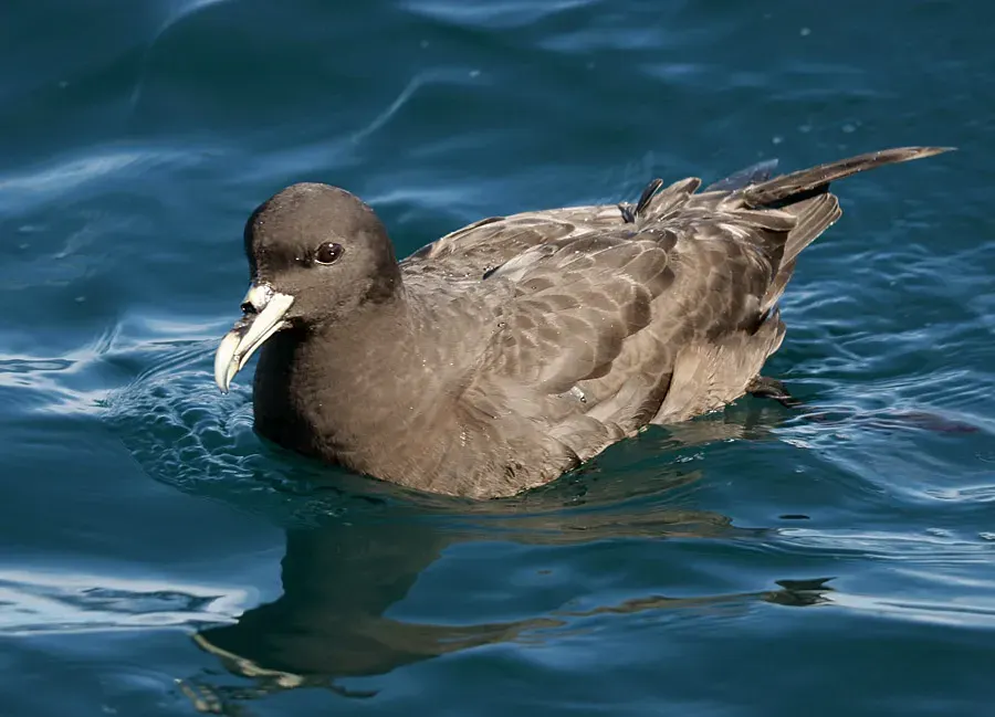 La carte Puffin à menton blanc
