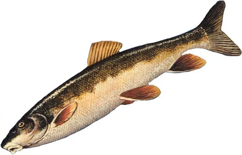 La carte Catostomus catostomus