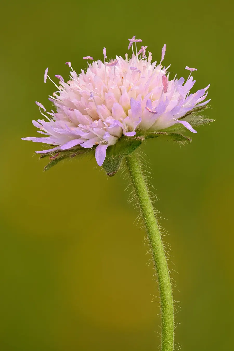 The Knautia arvensis card