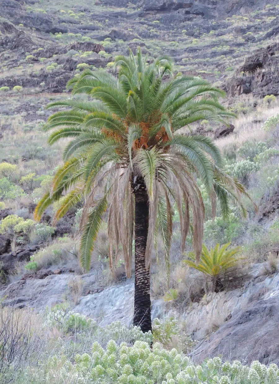 The Phoenix canariensis card