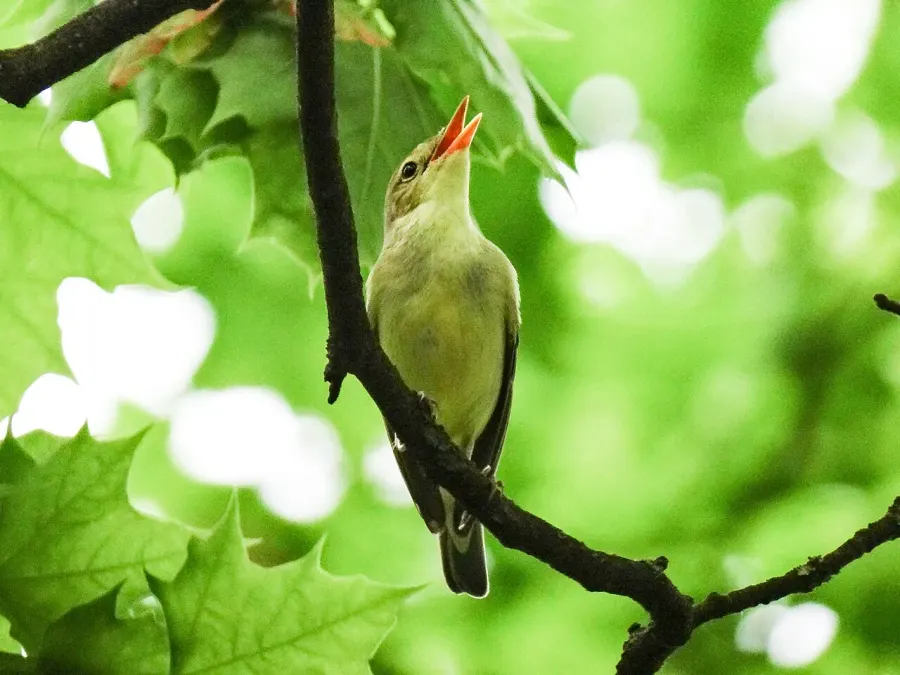 The Icterine warbler card