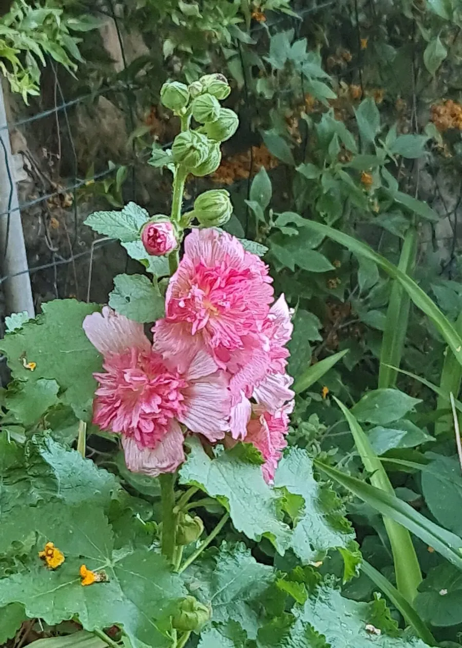 La carte Alcea rosea