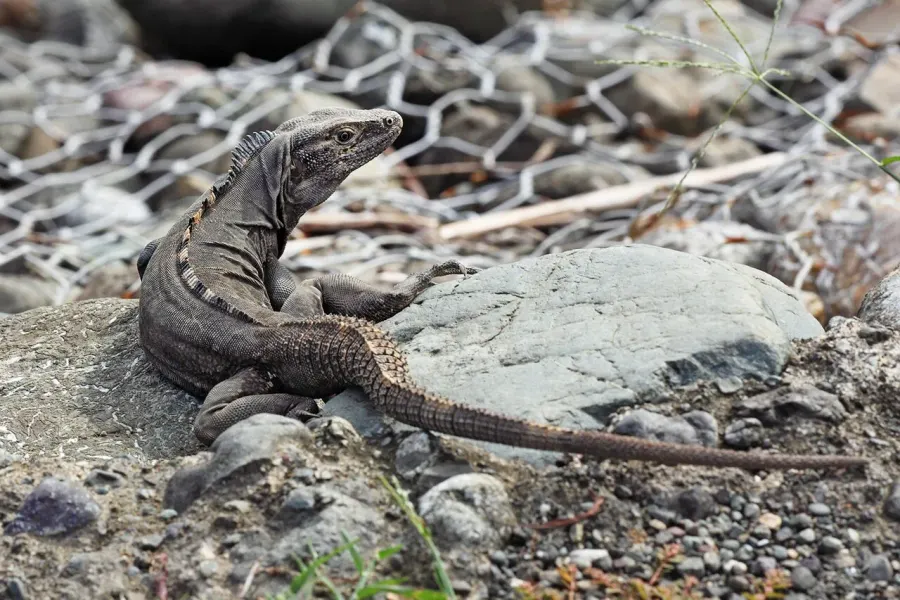 La carte Ctenosaura quinquecarinata