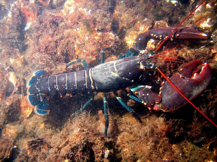 The Homarus gammarus card