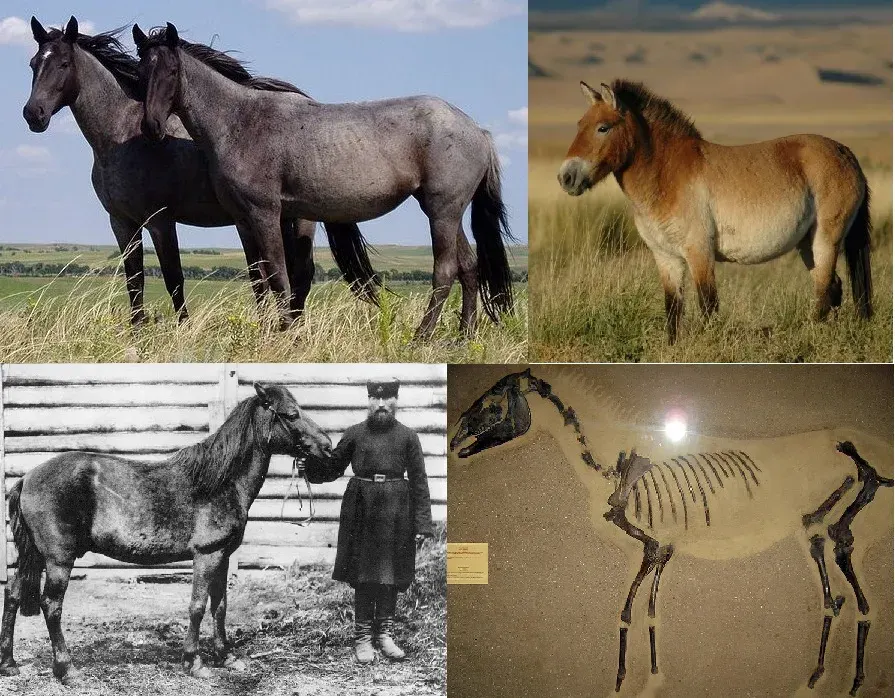 La carte Equus ferus