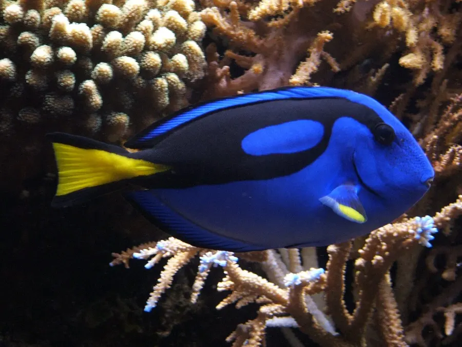 La carte Paracanthurus hepatus