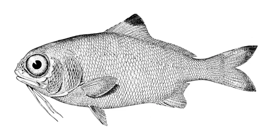 The Polymixia nobilis card