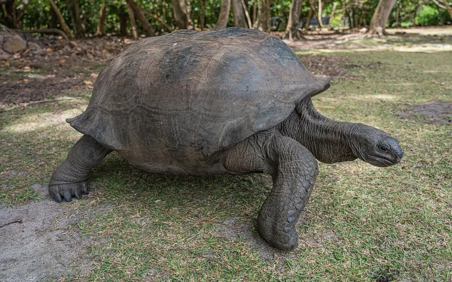 La carte Tortue géante des Seychelles
