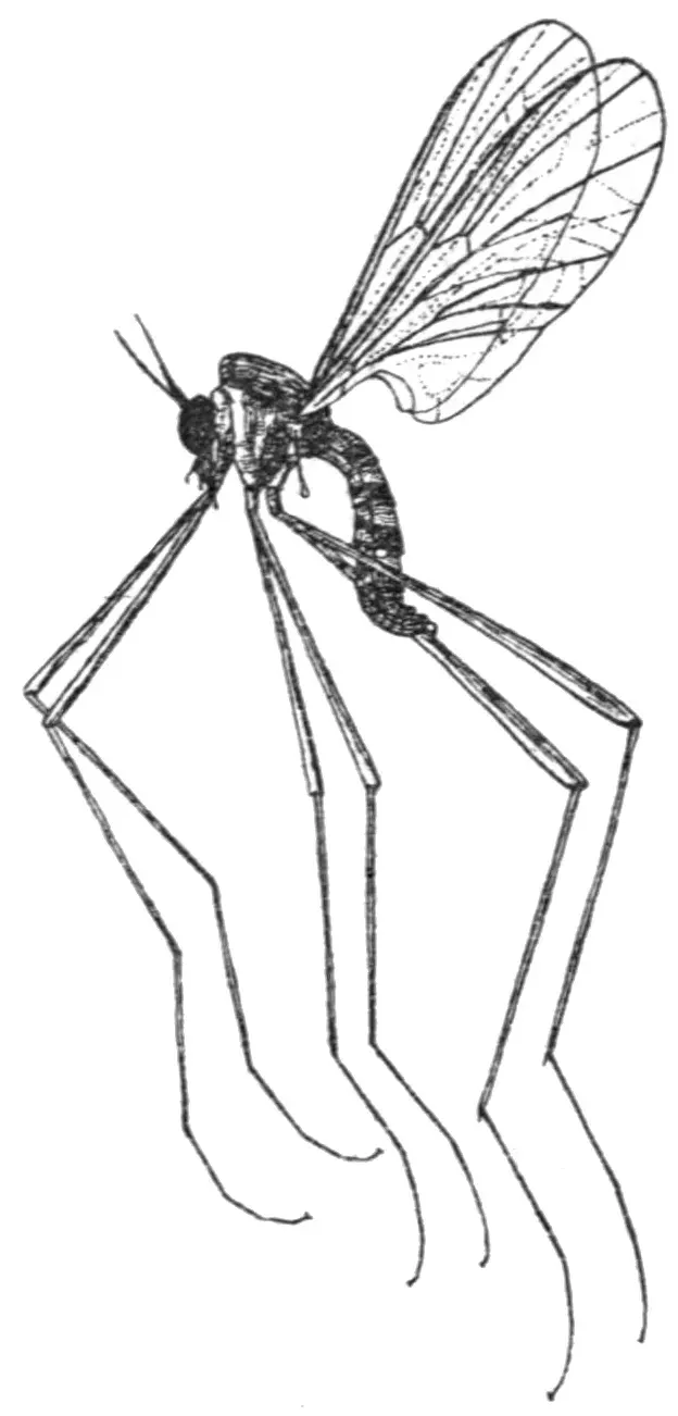 The Blephariceridae card