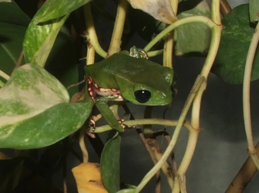 The Phyllomedusidae card