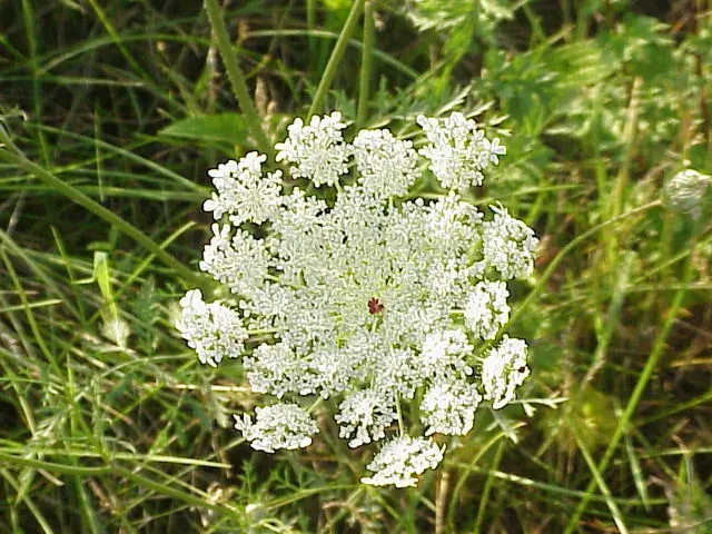 La carte Daucus