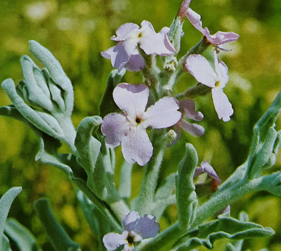 The Matthiola card