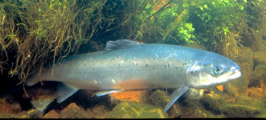 The Salmon card