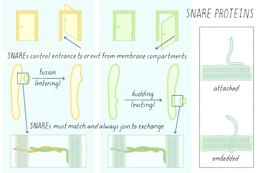 The SNARE protein card