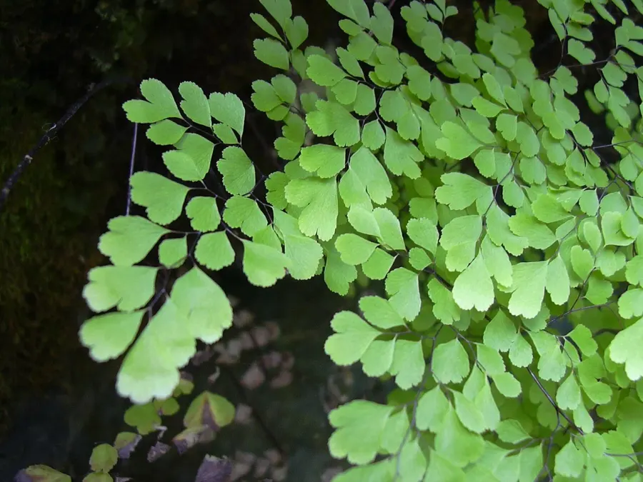 The Adiantum raddianum card