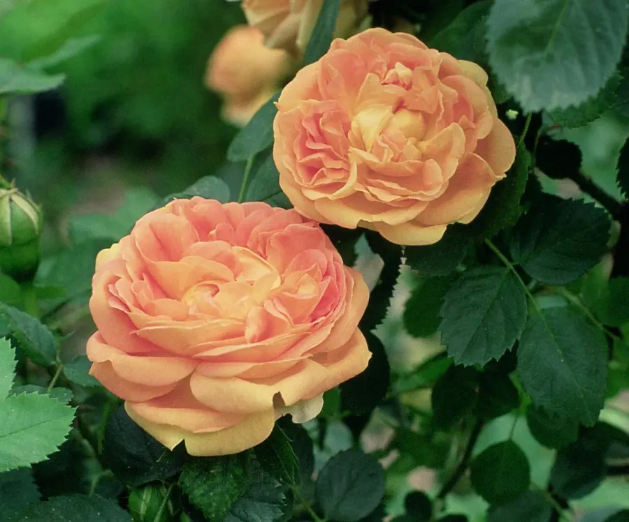 The Hybrid tea rose card