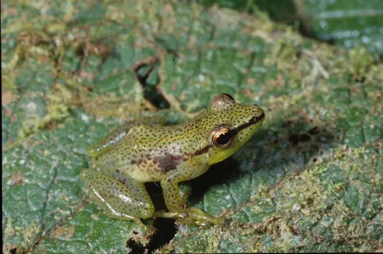 La carte Guibemantis punctatus