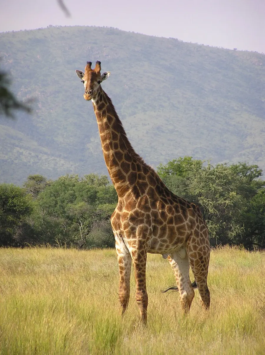 La carte Girafe du Cap