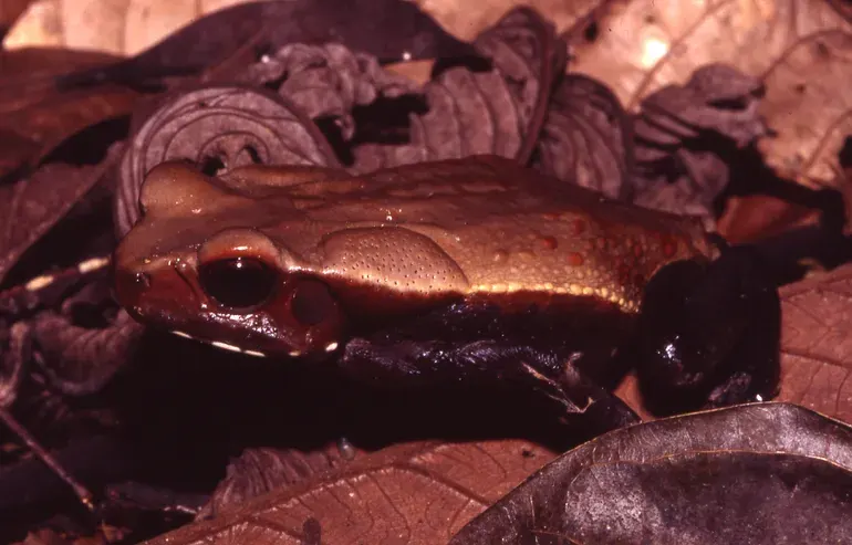 The Smooth-sided toad card