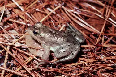 The Pig frog card