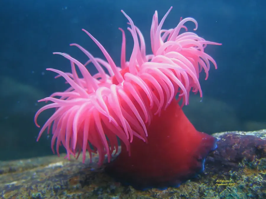 The Actinia card