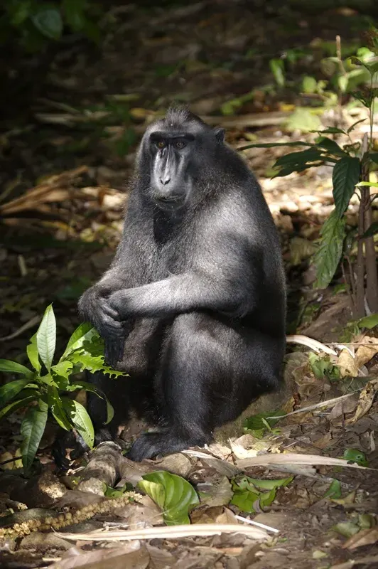 La carte Macaca nigra