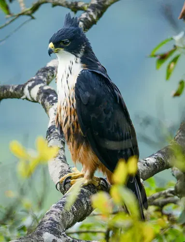 La carte Aigle à ventre roux