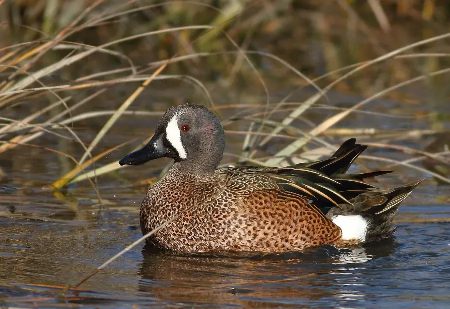 The Blue-winged teal card