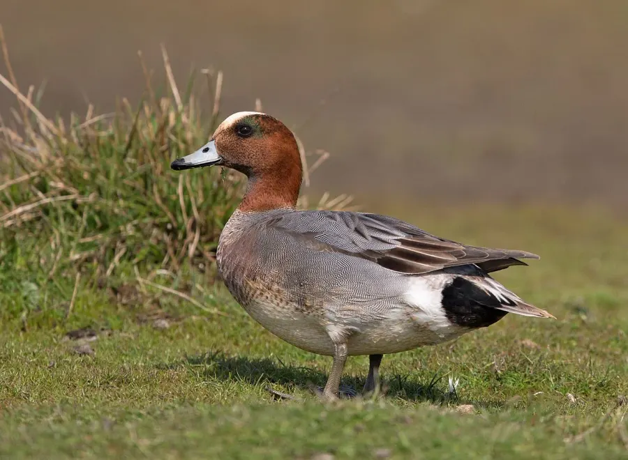 La carte Canard siffleur
