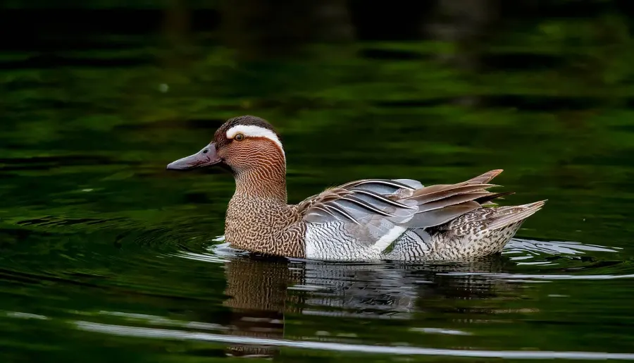 The Garganey card