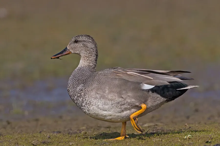 La carte Canard chipeau
