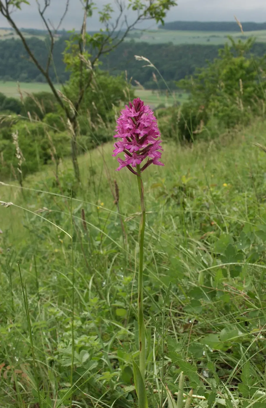 La carte Anacamptis