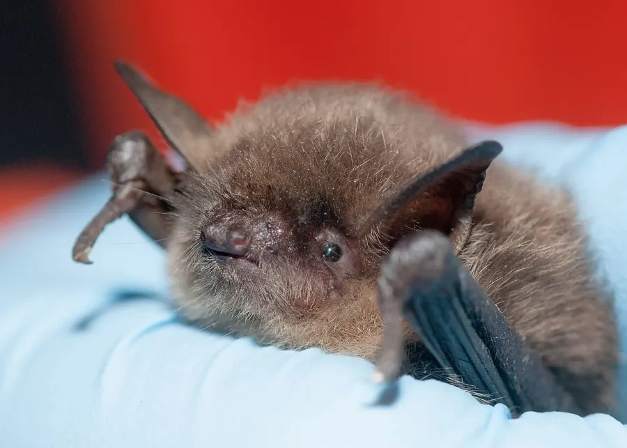 The Yuma myotis card