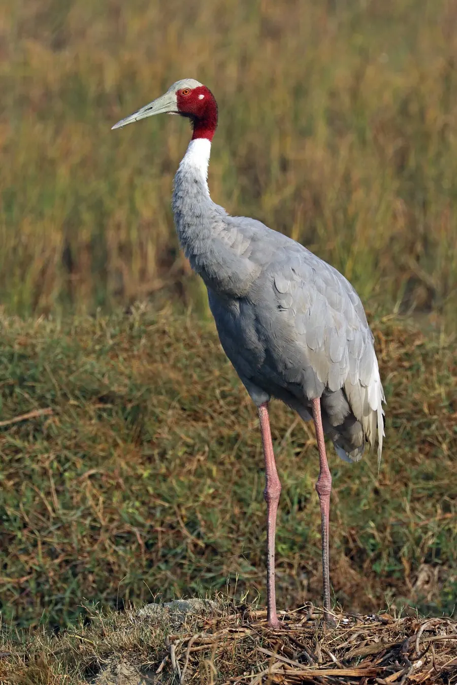 The Sarus crane card