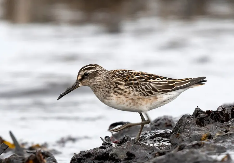 The Broad-billed sandpiper card