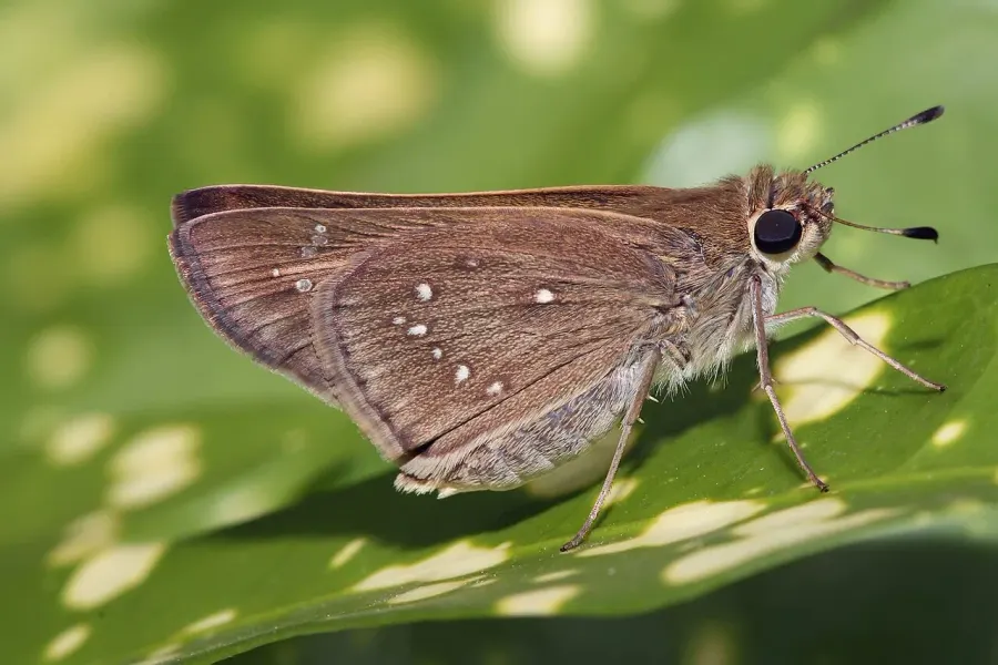The Grass skipper card