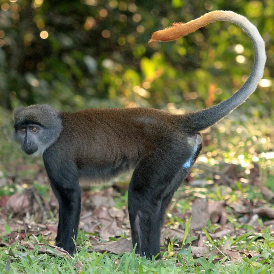 The Sun-tailed monkey card