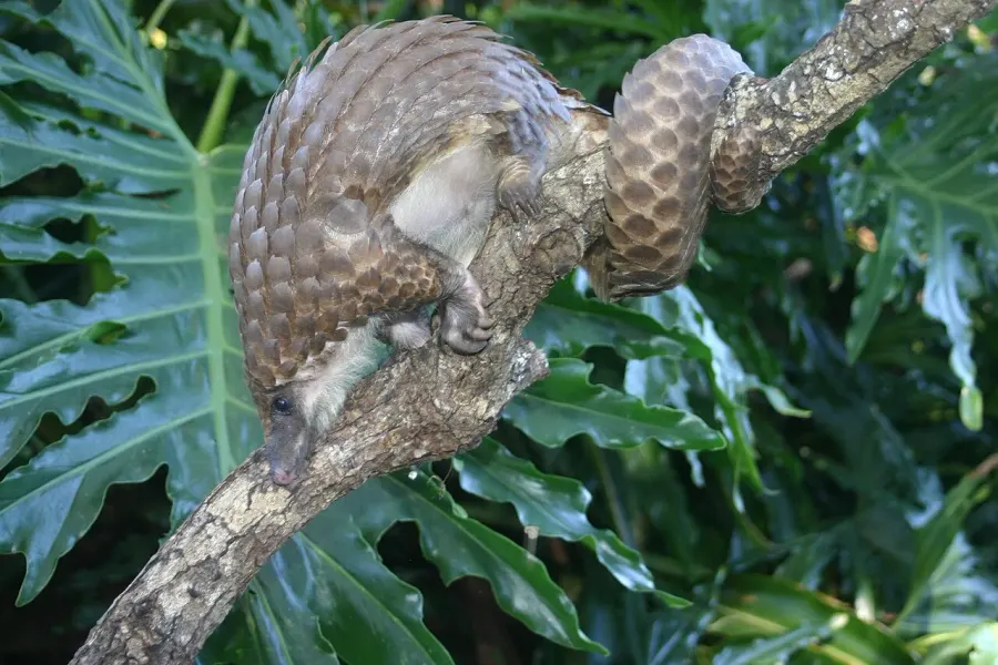 La carte Pangolin à petites écailles