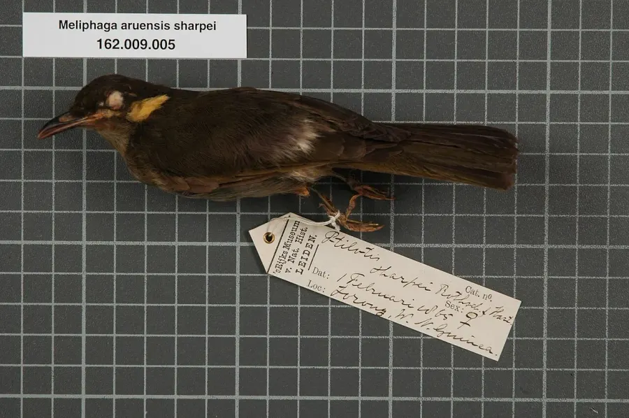 The Puff-backed honeyeater card
