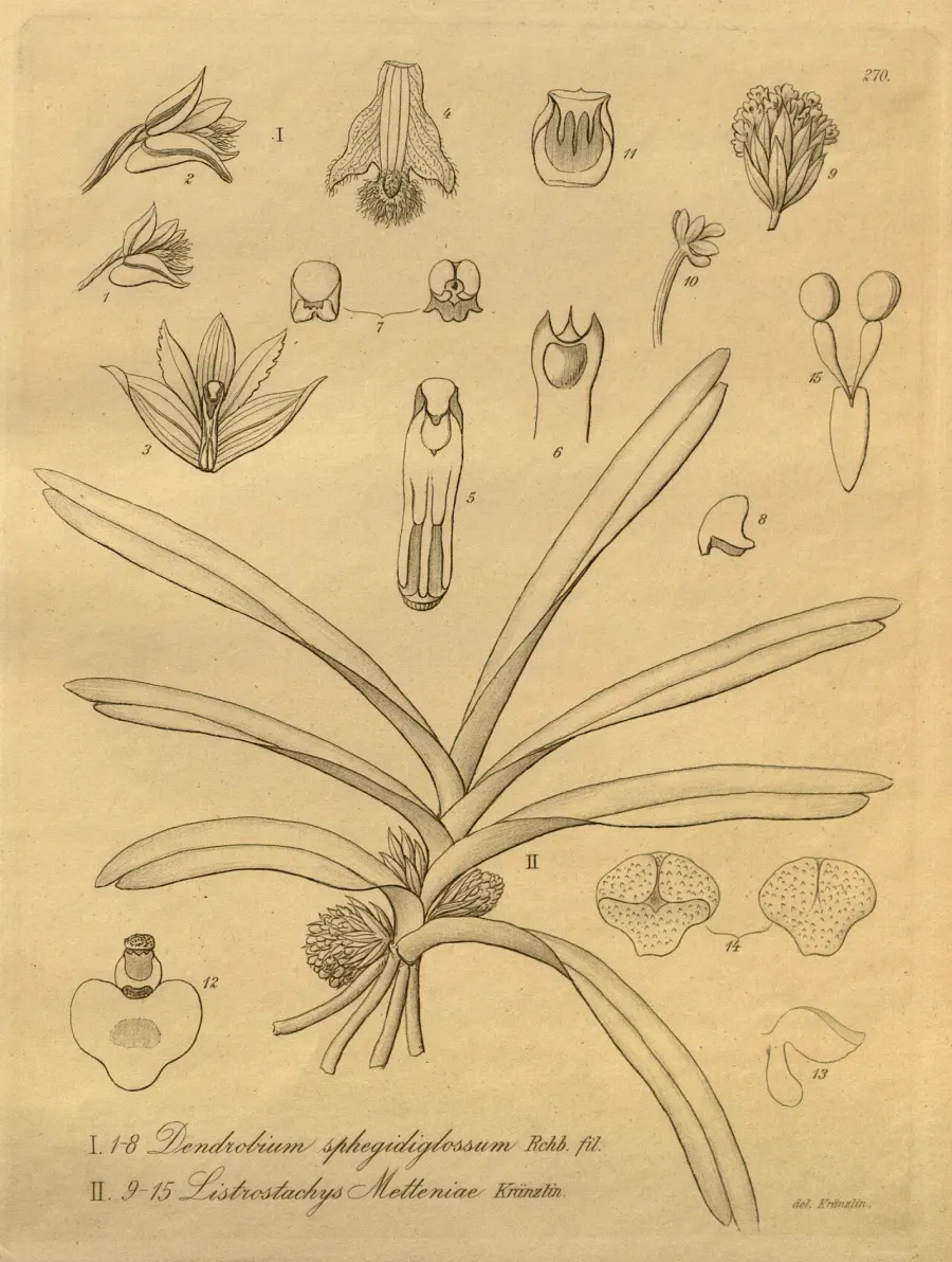 La carte Ancistrorhynchus