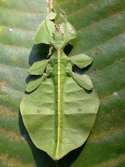 La carte Phylliidae