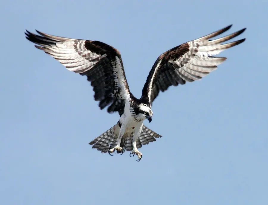 La carte Pandionidae