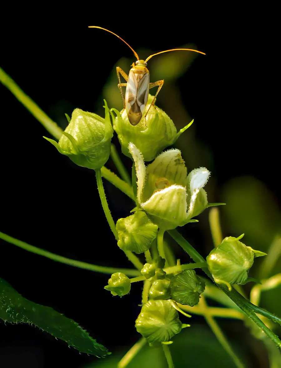 The Adelphocoris lineolatus card