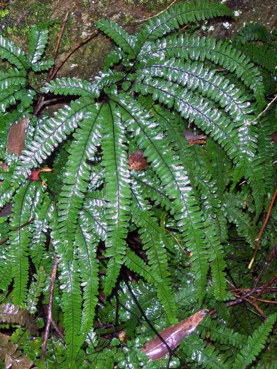 La carte Adiantum hispidulum