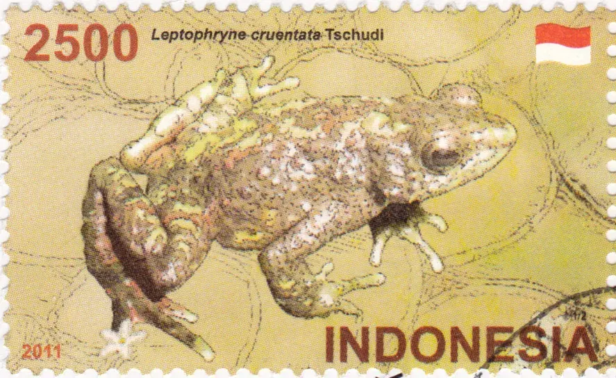 The Leptophryne card