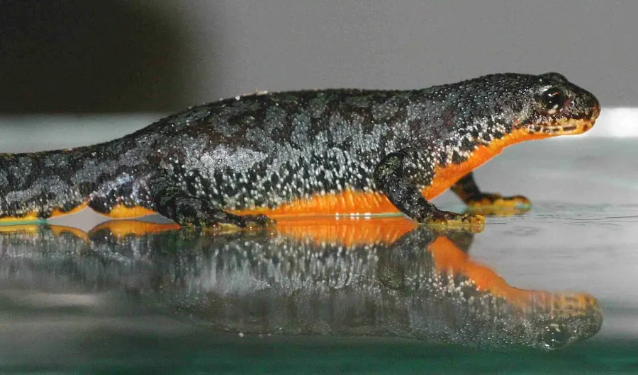 La carte Triton alpestre
