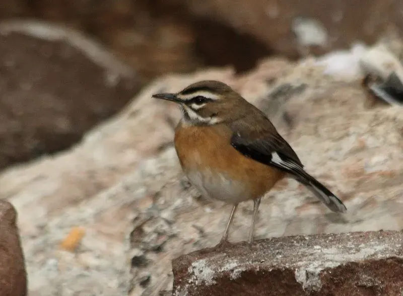 The Bearded scrub robin card